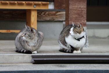 正しい方向に進んでいくと出てくる「シンクロ」とは